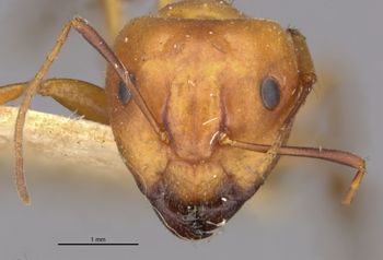 Media type: image;   Entomology 21539 Aspect: head frontal view